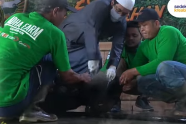 Kurban Kambing atau Sapi Mana yang Lebih Afdhol?