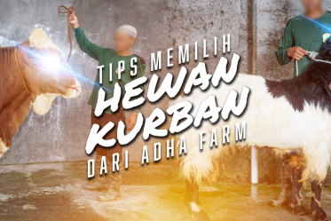 Tips Memilih Hewan Kurban Dari Adha Farm